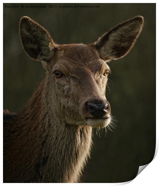 Portrait Of A Wild Red Deer Print by rawshutterbug 