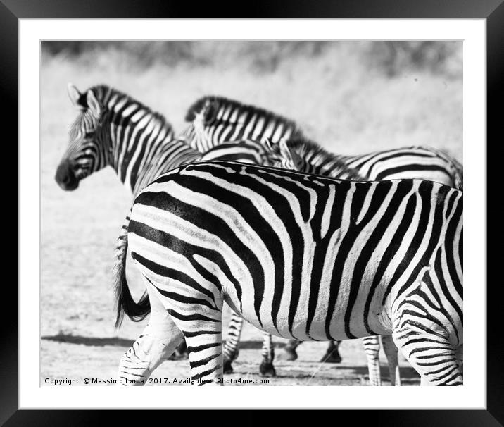 zebra in Botswana Framed Mounted Print by Massimo Lama