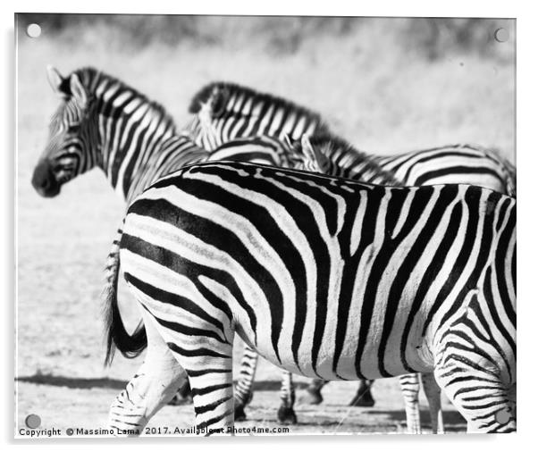 zebra in Botswana Acrylic by Massimo Lama