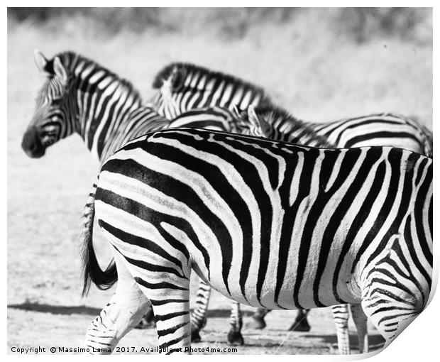 zebra in Botswana Print by Massimo Lama