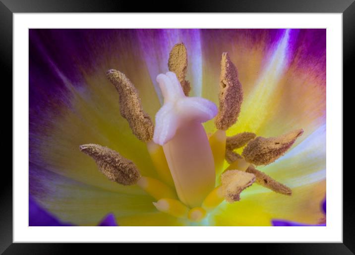 Tulip Macro Framed Mounted Print by Steve Purnell