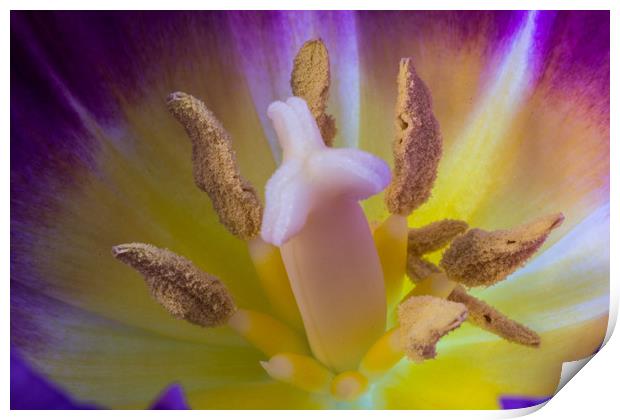 Tulip Macro Print by Steve Purnell