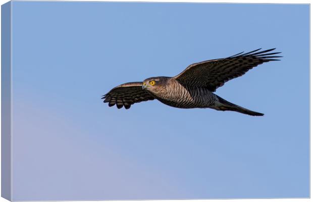 Sparrowhawk Canvas Print by Don Davis