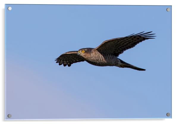Sparrowhawk Acrylic by Don Davis