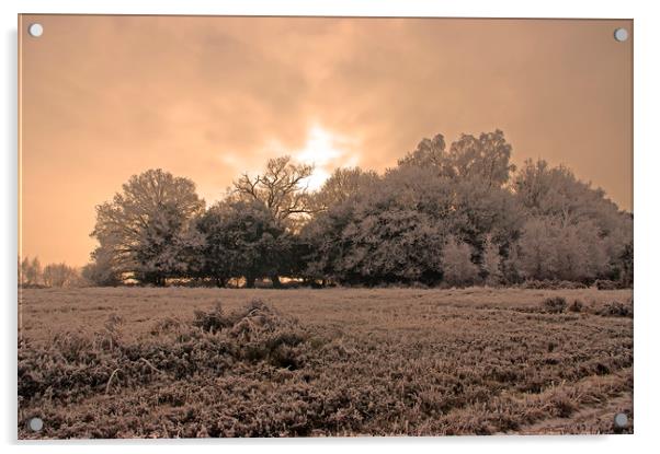 Winter sunset on the Ashdown Forest,Sussex Acrylic by Alan Barnes