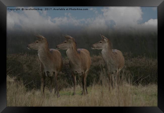Three Red Deer Framed Print by rawshutterbug 