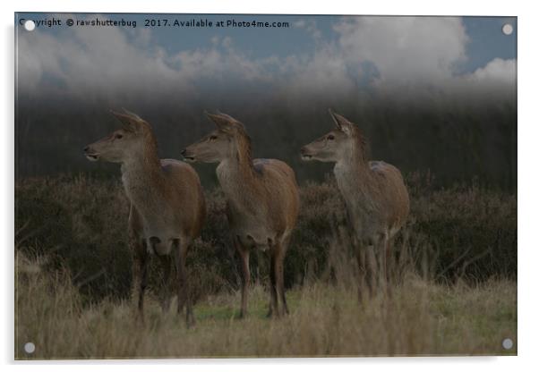 Three Red Deer Acrylic by rawshutterbug 