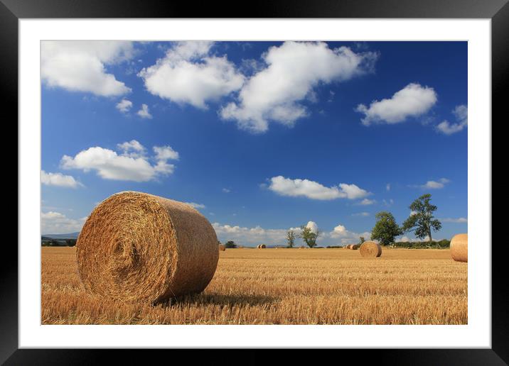 Straw bales in a stubble field Framed Mounted Print by Alan Barnes