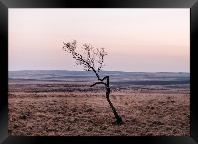 Lone tree on moorland at twilight. Derbyshire, UK. Framed Print by Liam Grant