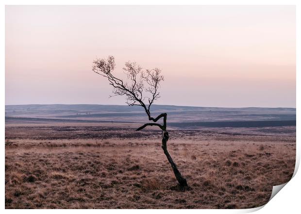 Lone tree on moorland at twilight. Derbyshire, UK. Print by Liam Grant