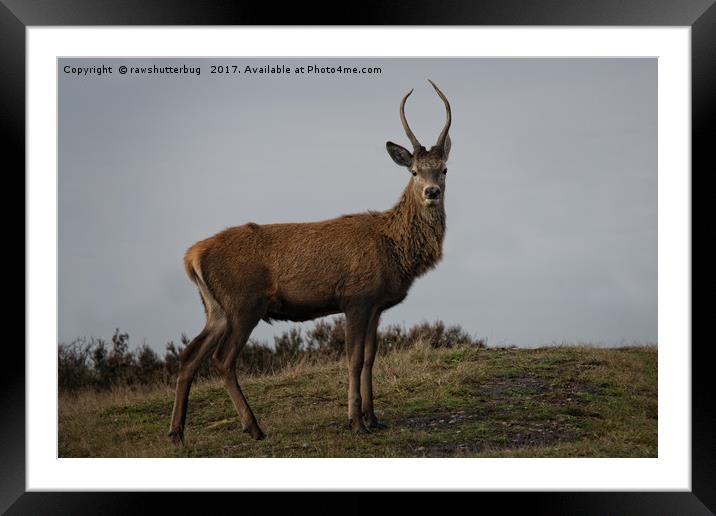 Young Buck Framed Mounted Print by rawshutterbug 