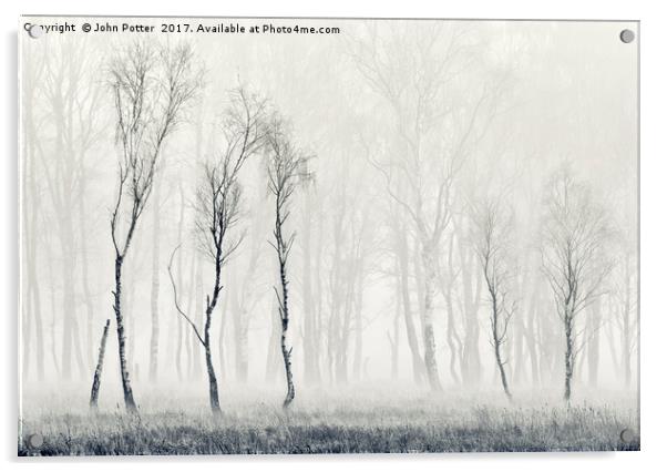 Silver Birch Tapestry Acrylic by John Potter