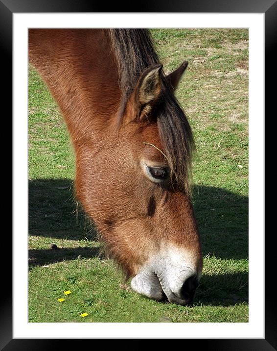 New Forest Pony Framed Mounted Print by Donna Collett