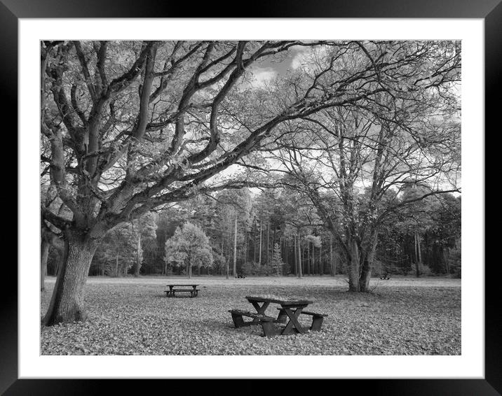 Infrared Woodland Walk Framed Mounted Print by Sarah Pymer