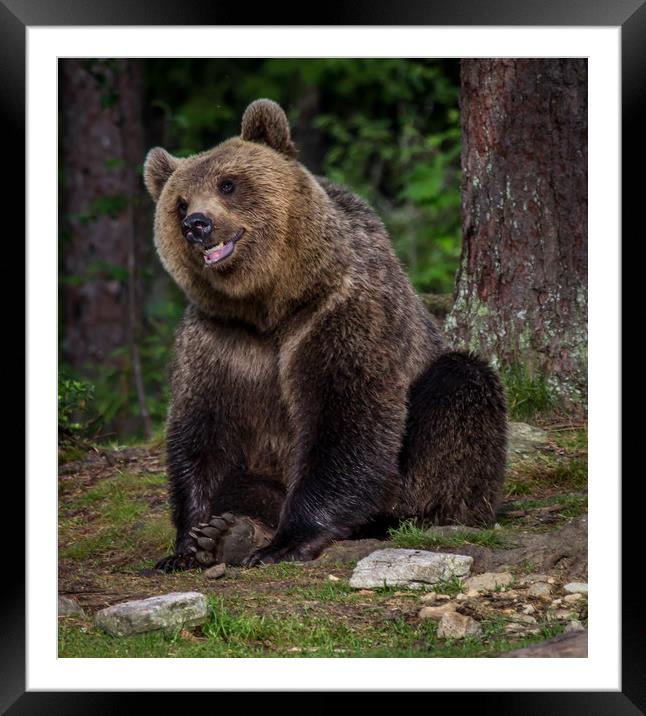 Russian Brown Bear Framed Mounted Print by Sarah Pymer