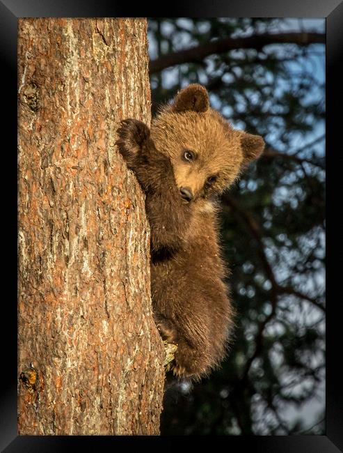 Climbing Bear Cub Framed Print by Sarah Pymer