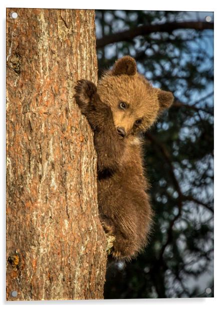 Climbing Bear Cub Acrylic by Sarah Pymer