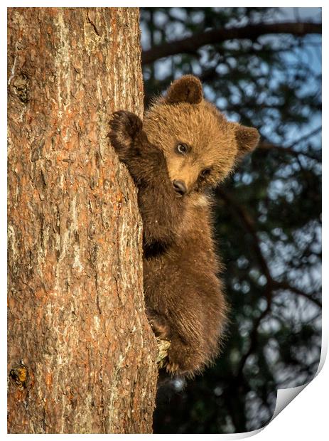 Climbing Bear Cub Print by Sarah Pymer