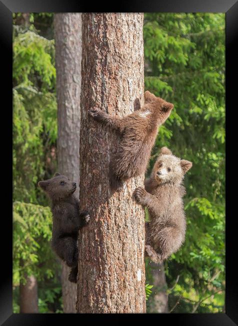 Climbing Bear Cubs Framed Print by Sarah Pymer