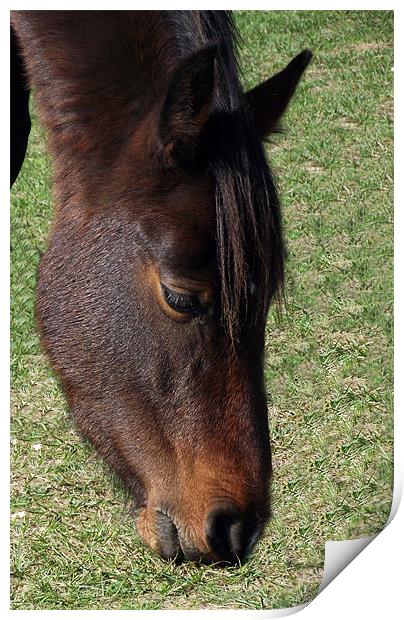 New Forest Pony - Head shot Print by Donna Collett