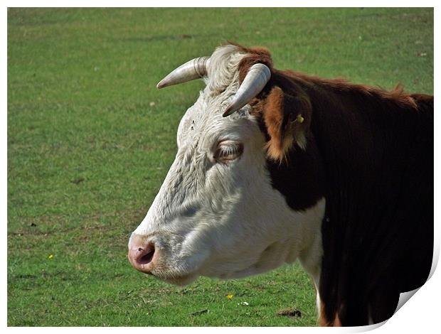 New Forest Cow - Head shot Print by Donna Collett