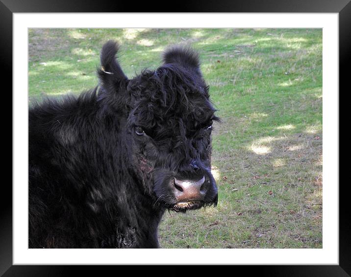 New Forest Cow - Black Framed Mounted Print by Donna Collett