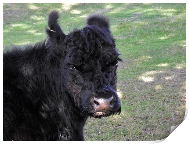New Forest Cow - Black Print by Donna Collett