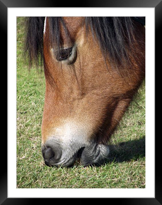 New Forest Pony - Grazing Framed Mounted Print by Donna Collett