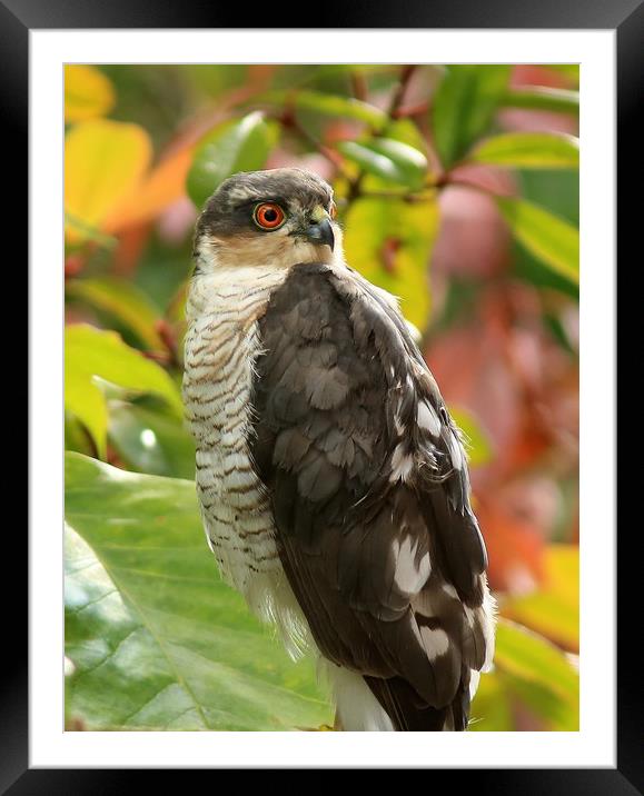 Sparrowhawk..........Small Sizes only Framed Mounted Print by Linda Lyon