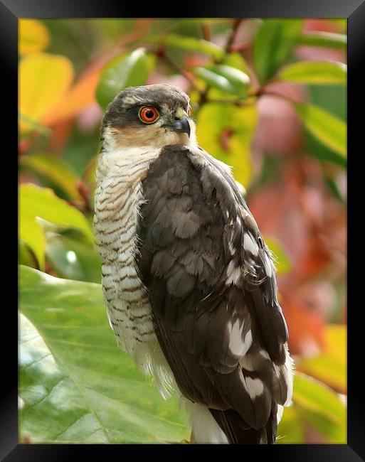 Sparrowhawk..........Small Sizes only Framed Print by Linda Lyon