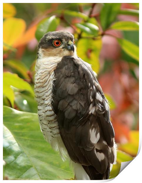 Sparrowhawk..........Small Sizes only Print by Linda Lyon