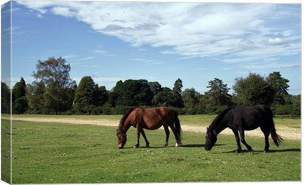 2 New Forest Ponies Canvas Print by Donna Collett