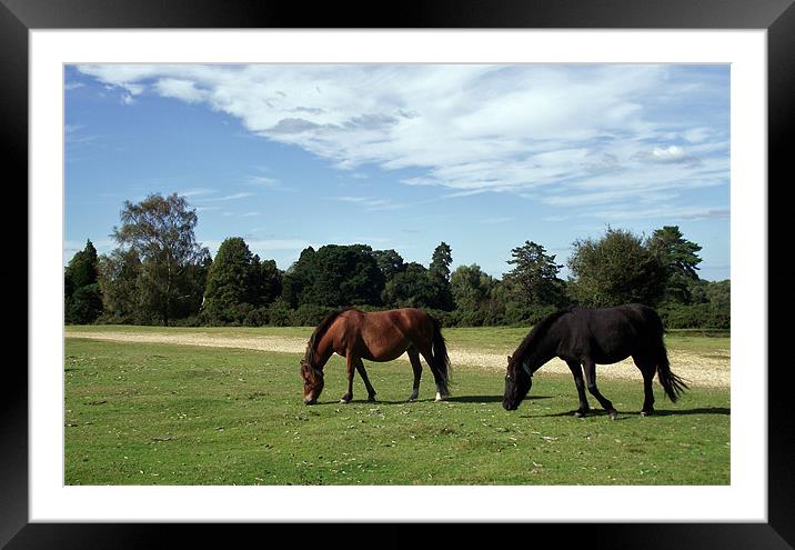 2 New Forest Ponies Framed Mounted Print by Donna Collett