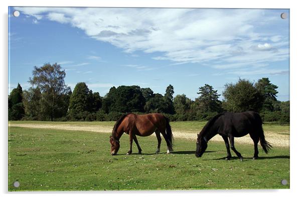 2 New Forest Ponies Acrylic by Donna Collett
