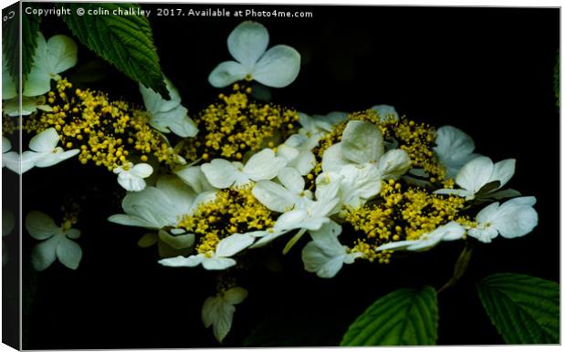 Lace Hydrangea Canvas Print by colin chalkley