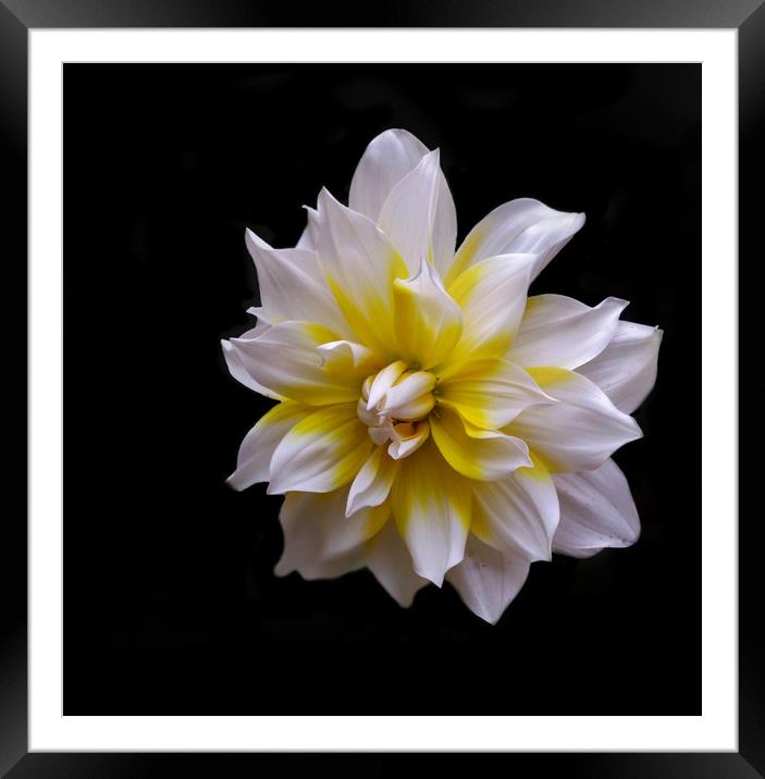 White Dahlia (Mobile Photography) Framed Mounted Print by Indranil Bhattacharjee
