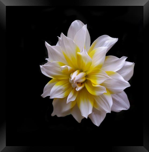 White Dahlia (Mobile Photography) Framed Print by Indranil Bhattacharjee