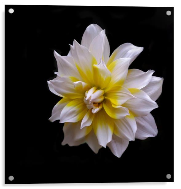 White Dahlia (Mobile Photography) Acrylic by Indranil Bhattacharjee