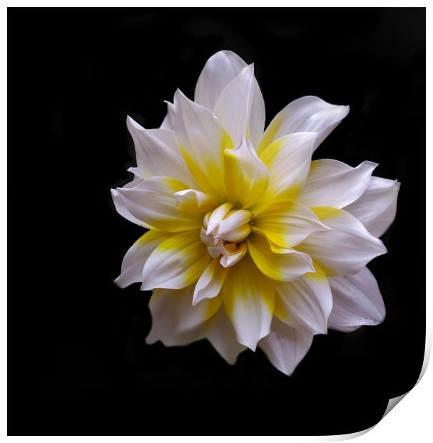 White Dahlia (Mobile Photography) Print by Indranil Bhattacharjee