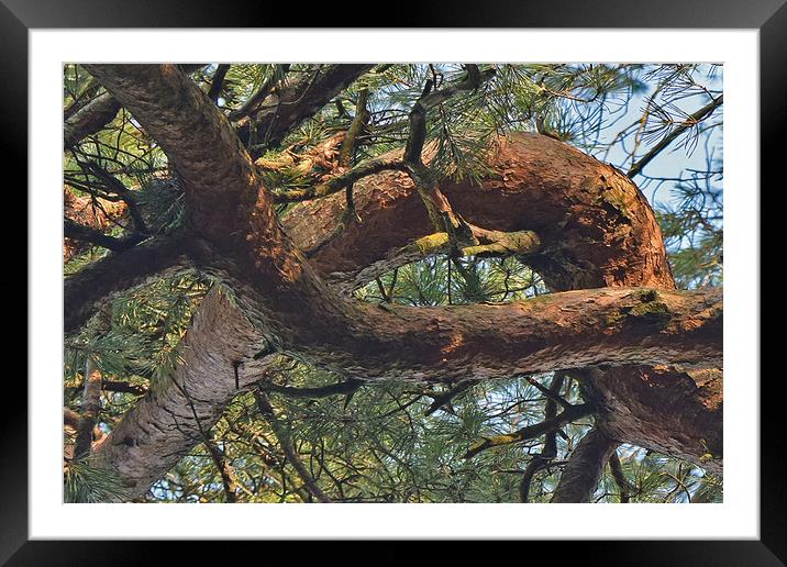Out on a Limb Framed Mounted Print by Trevor Lloyd