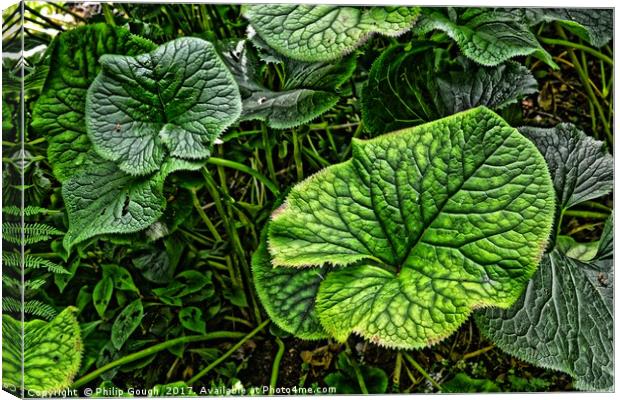 Large Leaves Canvas Print by Philip Gough