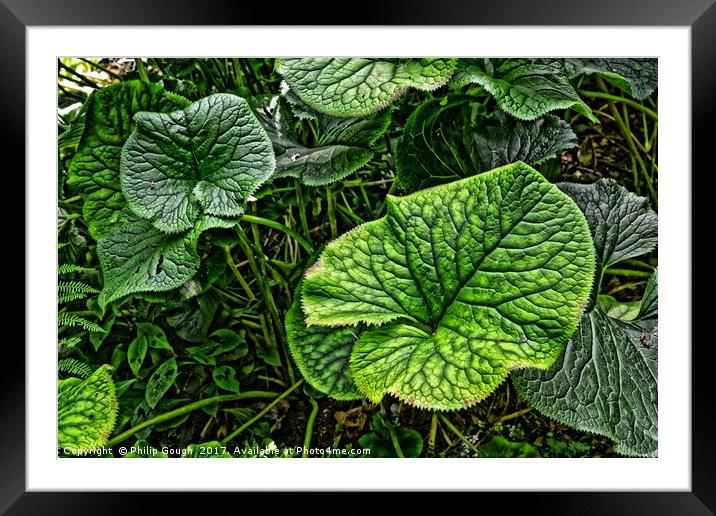 Large Leaves Framed Mounted Print by Philip Gough