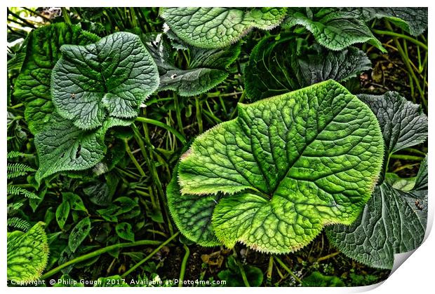 Large Leaves Print by Philip Gough