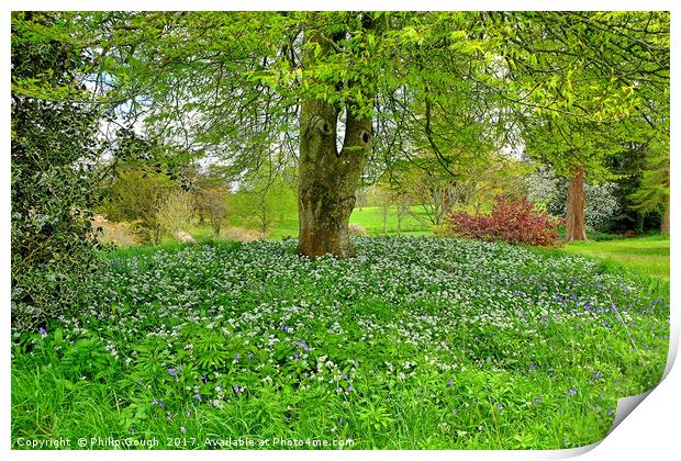 Flowers in the wood Print by Philip Gough