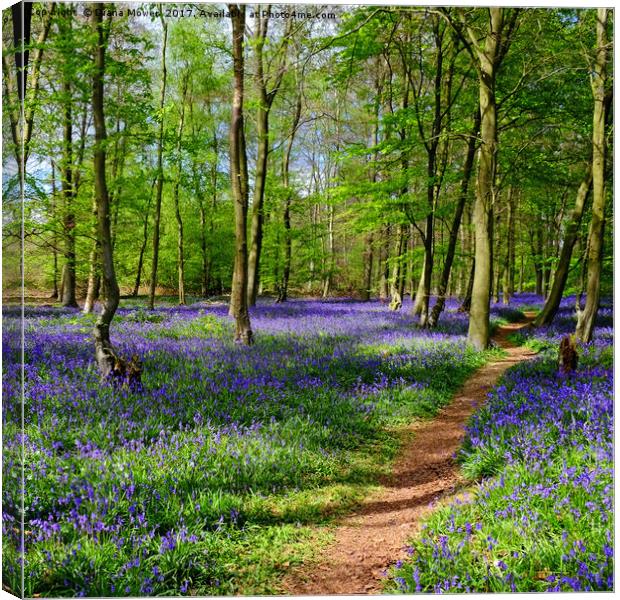 Bluebell Time Canvas Print by Diana Mower