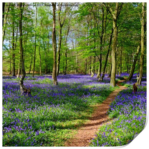 Bluebell Time Print by Diana Mower