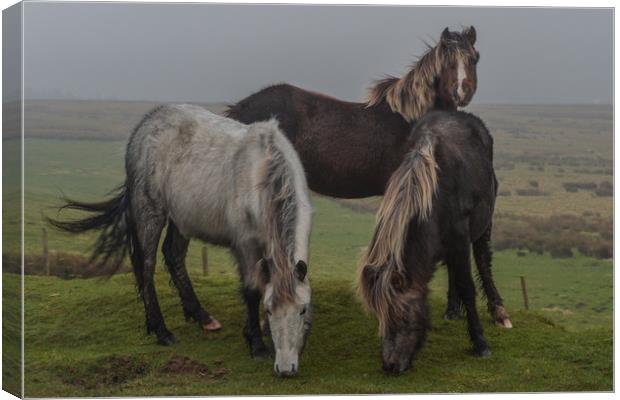 Wild ponies on the preseli mountains Pembrokeshire Canvas Print by Andrew chittock