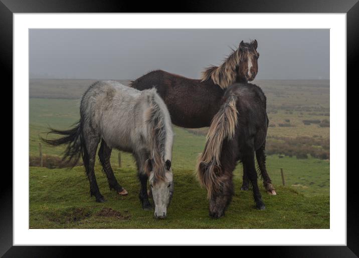 Wild ponies on the preseli mountains Pembrokeshire Framed Mounted Print by Andrew chittock