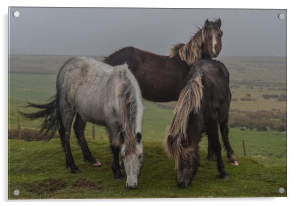 Wild ponies on the preseli mountains Pembrokeshire Acrylic by Andrew chittock