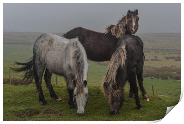 Wild ponies on the preseli mountains Pembrokeshire Print by Andrew chittock